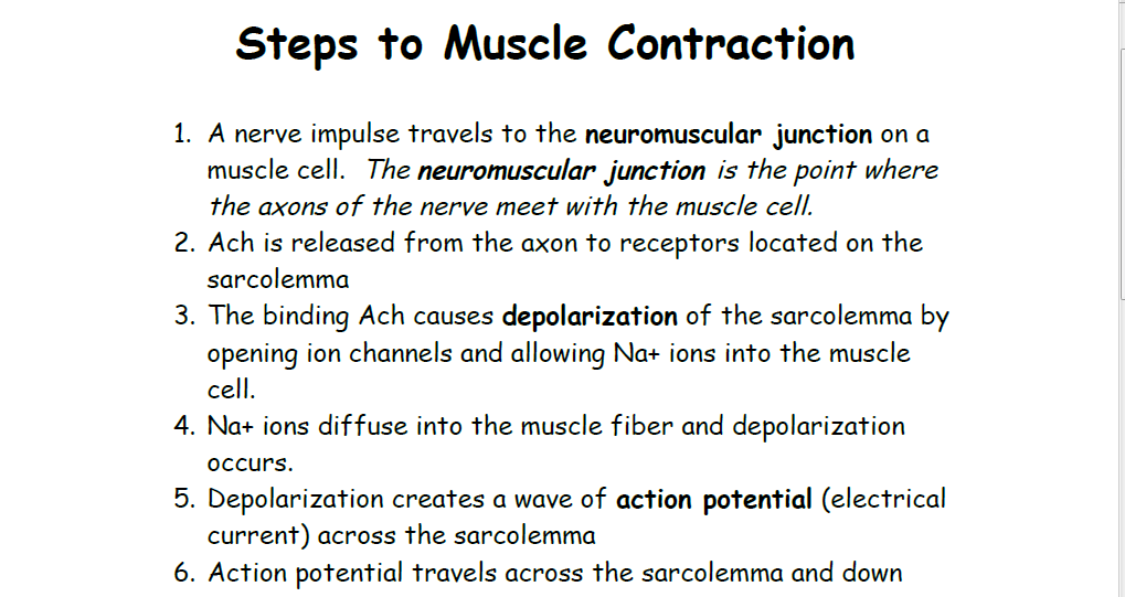 Anatomy And Physiology I Gsbn 222 Muscle Contraction Steps 