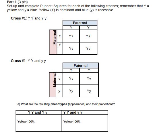 Punnett Squares Week 6 Experiment Answer Sheet